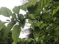 Morus nigra