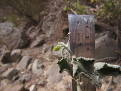 Cucumis prophetarum