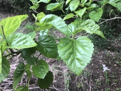 Morus nigra