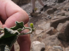 Cucumis prophetarum