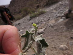 Cucumis prophetarum