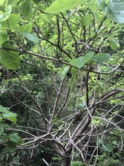 Morus nigra