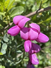 Lathyrus vestitus var. alefeldii