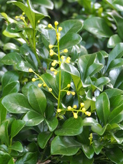 Aglaia odorata microphyllina