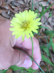 Pyrrhopappus carolinianus