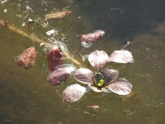 Ludwigia peploides montevidensis