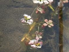 Ludwigia peploides montevidensis
