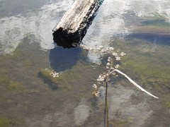 Ludwigia peploides montevidensis