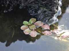 Ludwigia peploides montevidensis