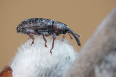 Dorytomus taeniatus