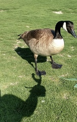 Branta canadensis