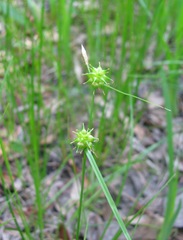 Carex lutea