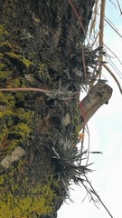 Tillandsia virescens