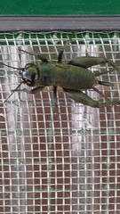 Melanogryllus desertus