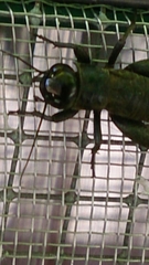 Melanogryllus desertus