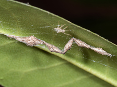 Uloborus glomosus