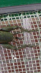 Melanogryllus desertus
