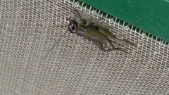 Melanogryllus desertus