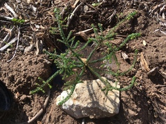 Agathosma latipetala