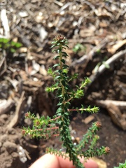 Agathosma latipetala