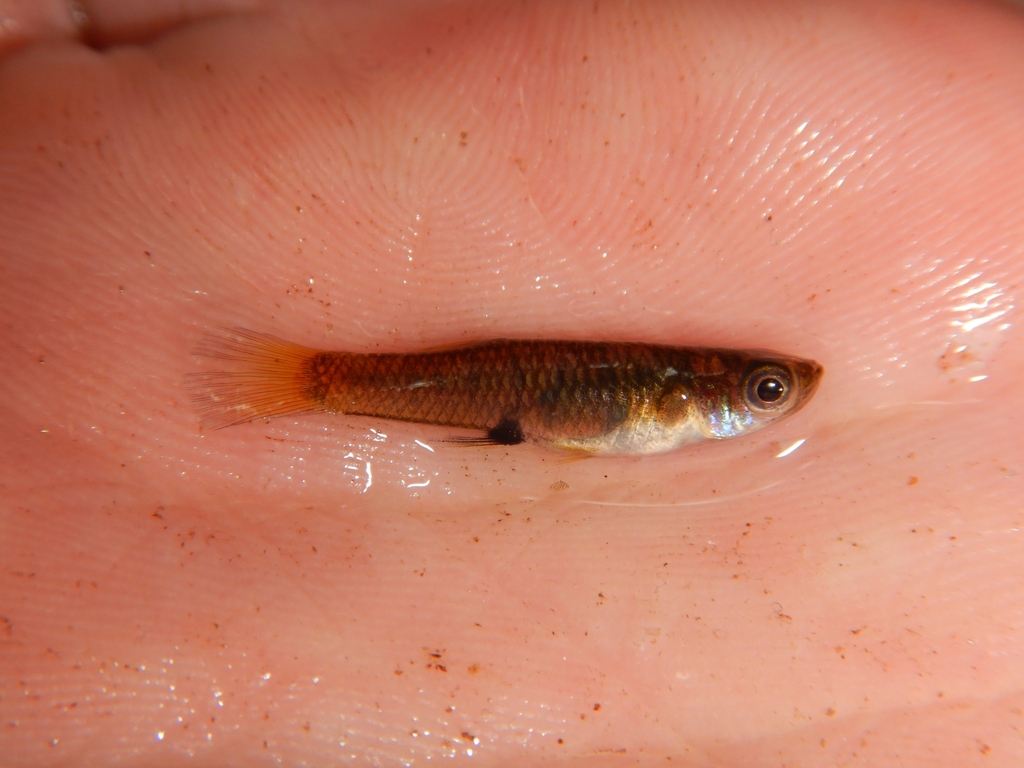 Bishop toothcarp (Brachyrhaphis episcopi) — Poeciliidae