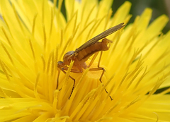 Empis digramma