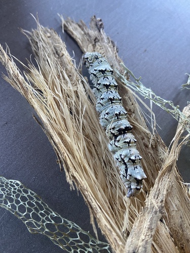 iNaturalist observation photo of Ilia Underwing