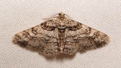 Cleora cinctaria