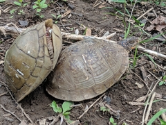 Terrapene carolina triunguis