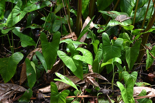 Philodendron brevispathum