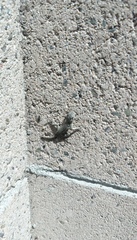 Sceloporus occidentalis