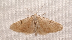 Eupithecia indigata