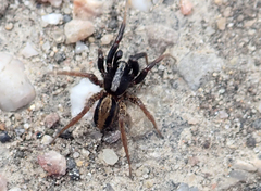 Alopecosa pulverulenta