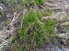 Carex vesicaria