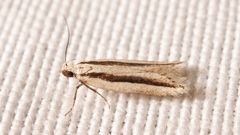 Mirificarma interrupta