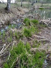 Carex vesicaria