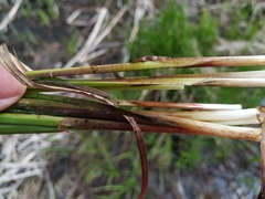 Carex vesicaria