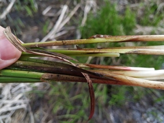 Carex vesicaria