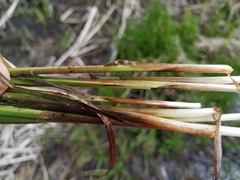 Carex vesicaria