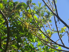 Sophora howinsula, photograph (c) ian_mcallan, some rights reserved (CC BY)
