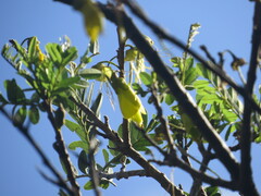Sophora howinsula, photograph (c) ian_mcallan, some rights reserved (CC BY)