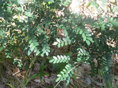 Sophora howinsula, photograph (c) ian_mcallan, some rights reserved (CC BY)