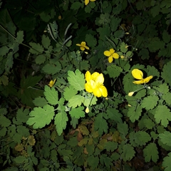 Chelidonium majus