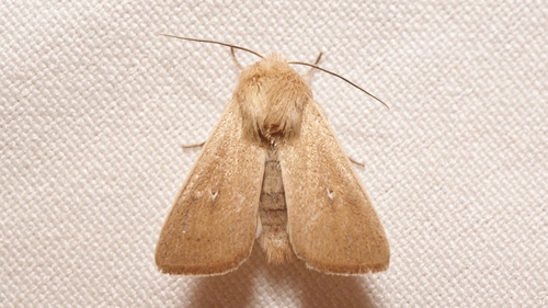 Mythimna sicula