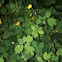 Chelidonium majus