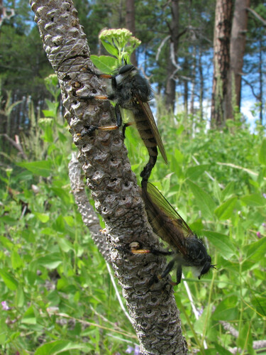 Promachus sackeni