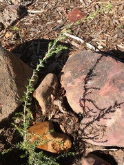 Cliffortia ericifolia