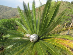 Dioon