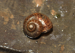 Cyclophorus moellendorffi