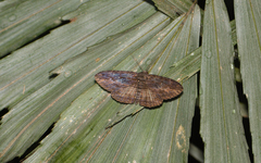 Anisoneura salebrosa
